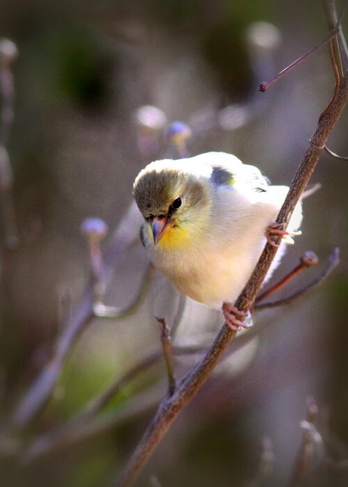 American Goldfinch Greeting Card featuring the photograph IMG_3888-004 - American Goldfinch by Travis Truelove