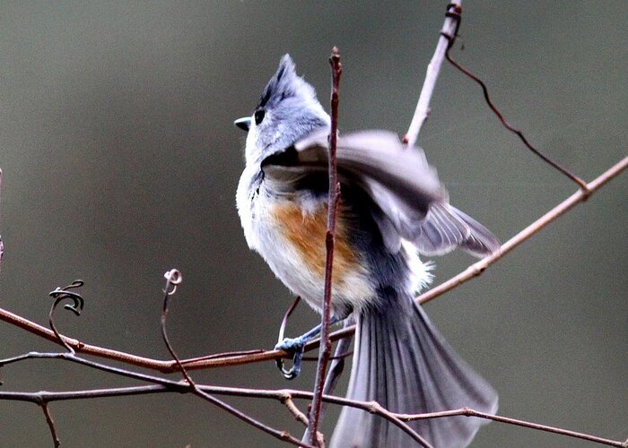 Tufted Titmouse Greeting Card featuring the photograph IMG_9404-002 - Tufted Titmouse by Travis Truelove