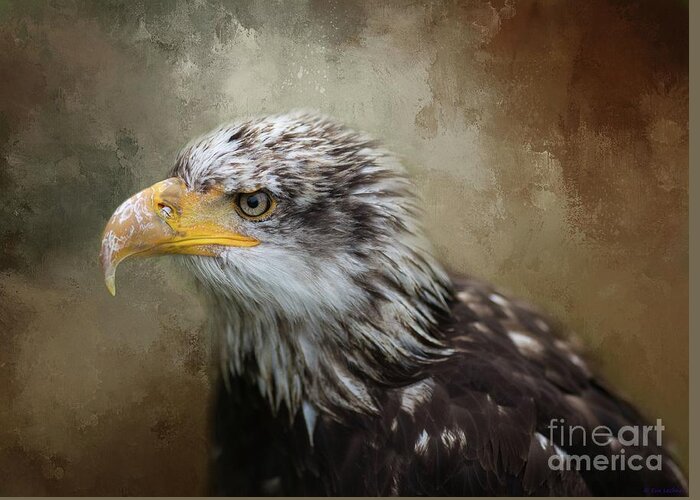 Bald Eagle Greeting Card featuring the photograph Immature Bald Eagle by Eva Lechner