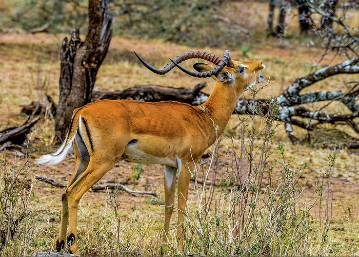 Africa Greeting Card featuring the photograph Impala on the Serengeti by Marilyn Burton