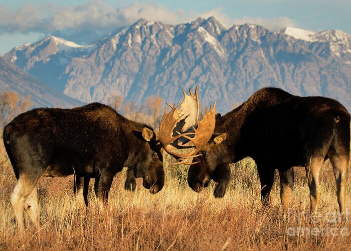 Moose Greeting Card featuring the photograph Impasse by Aaron Whittemore
