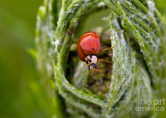 Agriculture Greeting Card featuring the photograph Imposter Ladybug by Venetta Archer