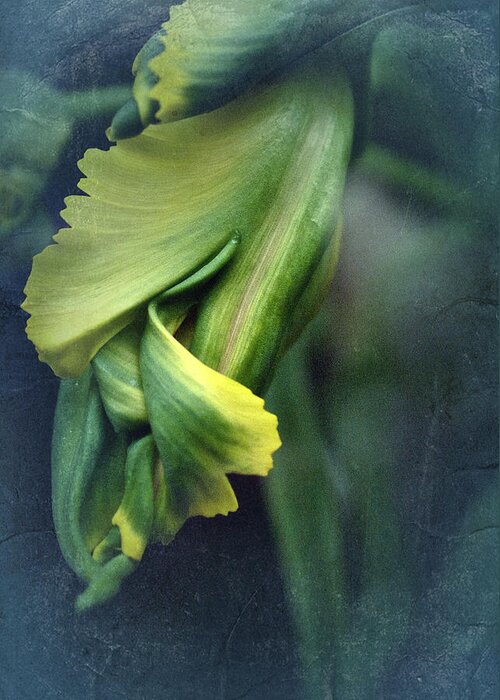 Tulip Greeting Card featuring the photograph Impression Tulip by Richard Cummings