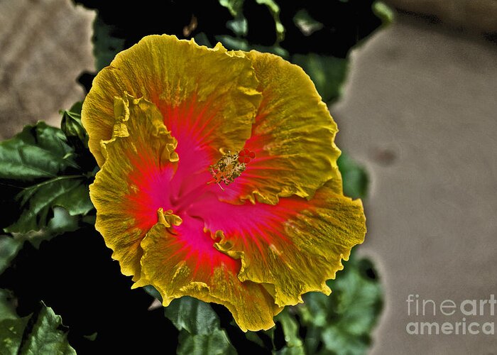 Flower Greeting Card featuring the photograph Impressionistic Hibiscus Yellow and Red by David Frederick