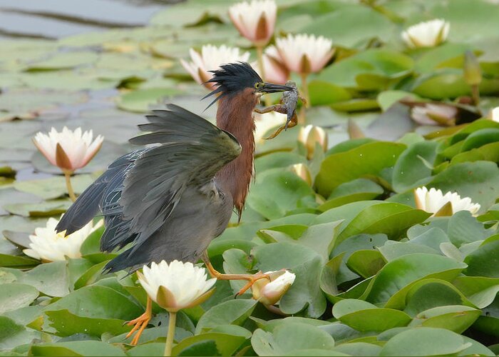 Little Green Heron Greeting Card featuring the photograph In A Rush by Fraida Gutovich