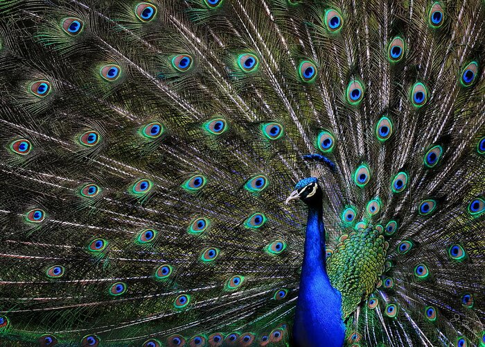 Peacock Greeting Card featuring the photograph In All His Splendor by Joe Bonita