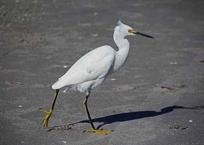 Snowy Egret Greeting Card featuring the photograph In Cold Pursuit by Michiale Schneider