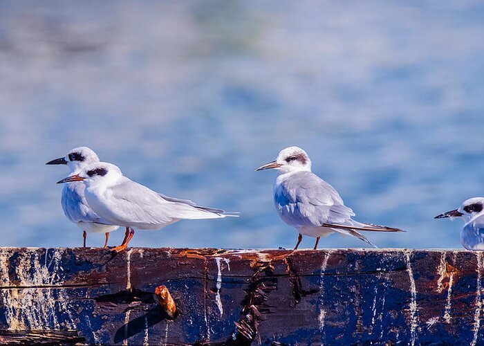 Bird Greeting Card featuring the photograph In Everything Tern Tern Tern by Jeff at JSJ Photography