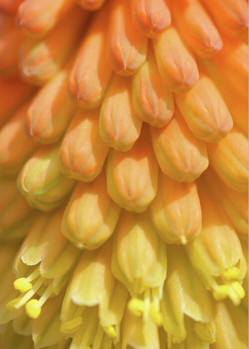 Jenny Rainbow Fine Art Photography Greeting Card featuring the photograph In Full Bloom. Kniphofia Flower Abstract by Jenny Rainbow