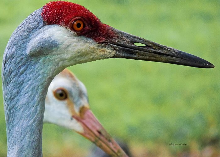 Sandhill Crane Greeting Card featuring the photograph In Its Parents Shadow by DigiArt Diaries by Vicky B Fuller