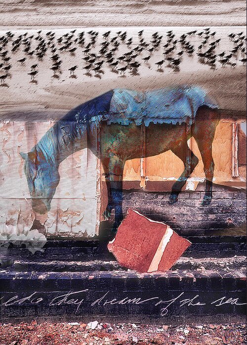 Horse Greeting Card featuring the photograph In Laredo They Dream of the Sea by Dolores Kaufman
