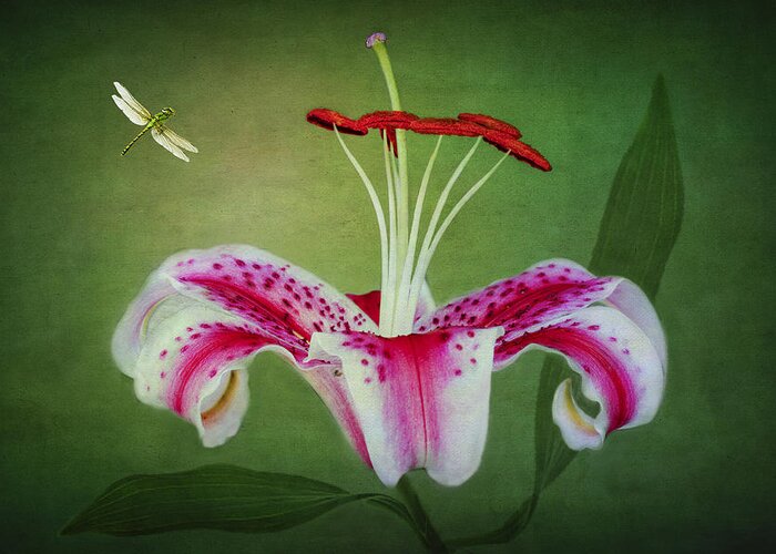 Stargazer Lilies Greeting Card featuring the photograph In Love by Marina Kojukhova