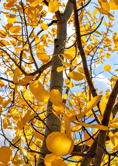 Aspen Tree Greeting Card featuring the photograph In the Aspen Tree by Michael Brungardt