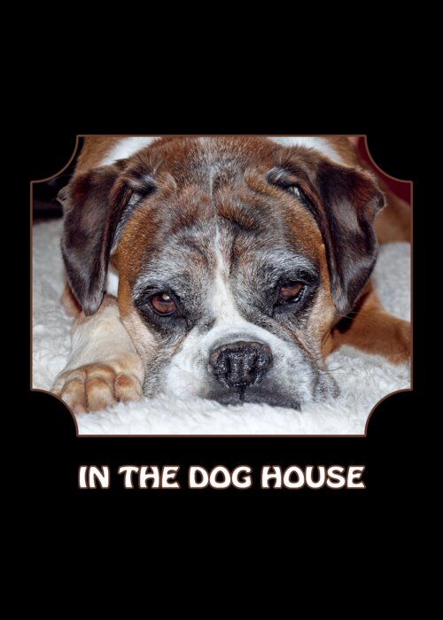Boxer Dog Greeting Card featuring the photograph In The Dog House - Black by Gill Billington