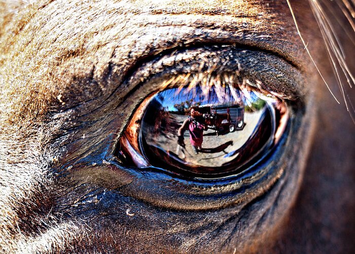 Rebecca Dru Greeting Card featuring the photograph In The Eye of a Horse is a Reflection of Me by Rebecca Dru