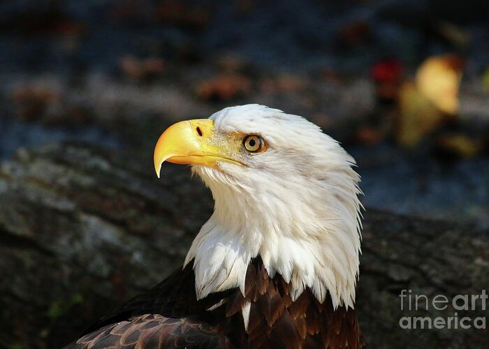 Bald Eagle Greeting Card featuring the photograph In The Eye Of A Raptor by Christiane Schulze Art And Photography