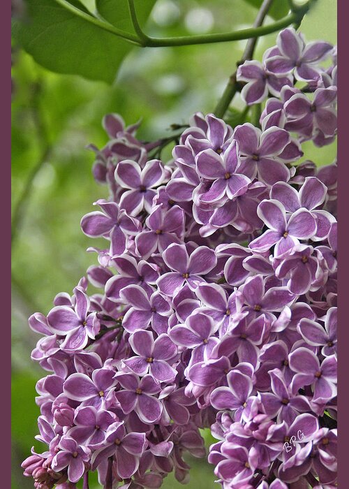 Purple Greeting Card featuring the photograph In The Garden. Lilac by Ben and Raisa Gertsberg