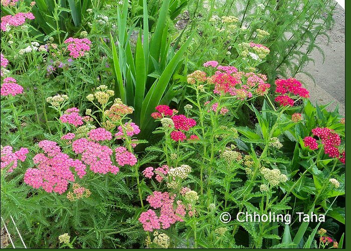 Yarrow Greeting Card featuring the photograph In the Garden - Yarrow by Chholing Taha