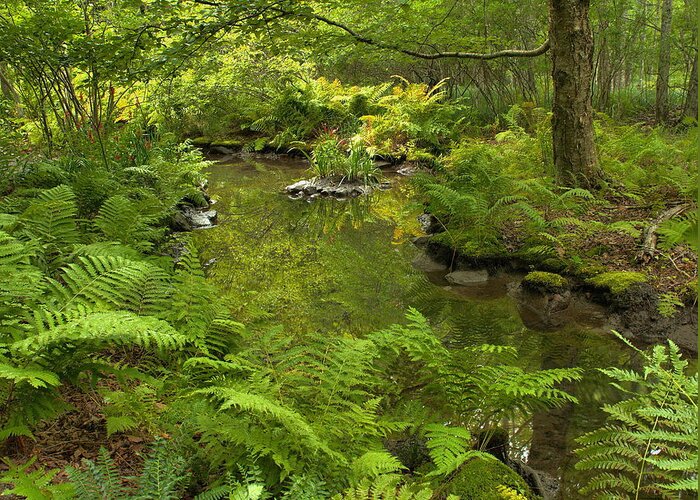 Forest Greeting Card featuring the photograph In The Heart Of The Forest by Stephen Vecchiotti