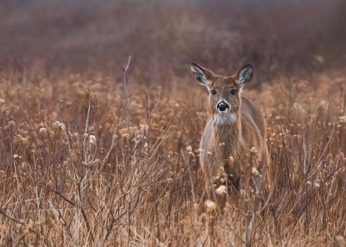 Deer Greeting Card featuring the photograph In the Meadow by Robin-Lee Vieira