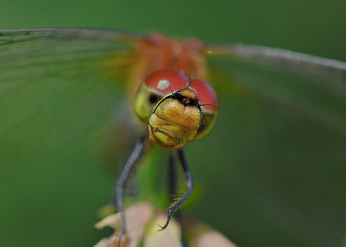 White-faced Meadowhawk Greeting Card featuring the photograph In Your Face by Tony Beck