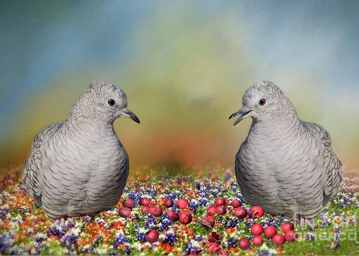 Inca Doves Greeting Card featuring the photograph Inca Doves by Bonnie Barry