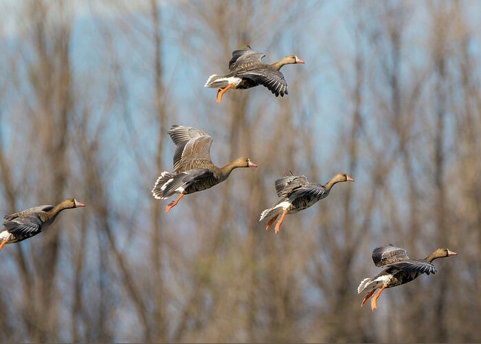 Loree Johnson Greeting Card featuring the photograph Incoming White-fronted Geese by Loree Johnson