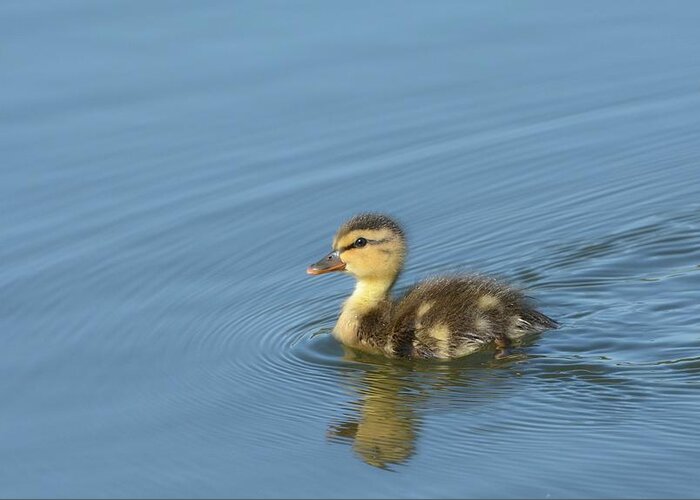 Baby Mallard Greeting Card featuring the photograph Independence by Fraida Gutovich