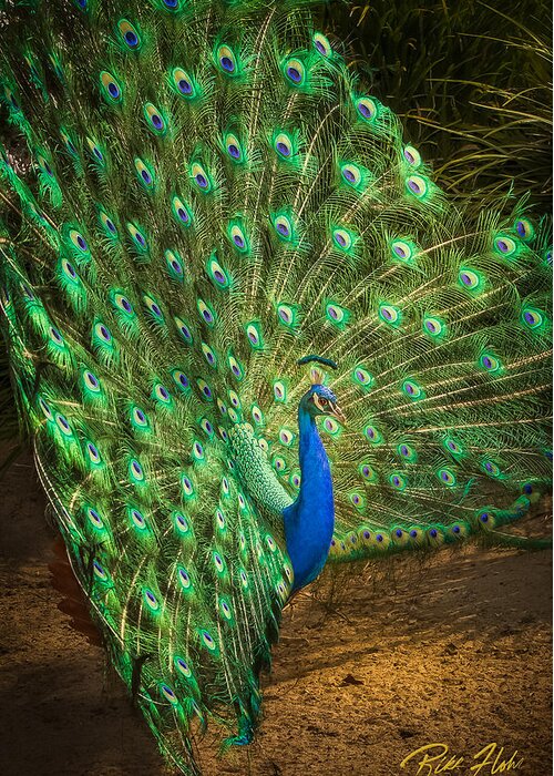 Animals Greeting Card featuring the photograph India Blue Peacock by Rikk Flohr