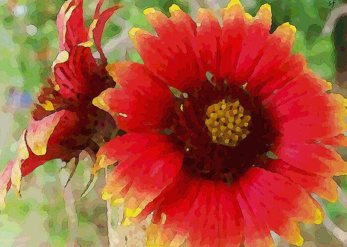 Botanical Greeting Card featuring the mixed media Indian Blanket Flowers by Shelli Fitzpatrick