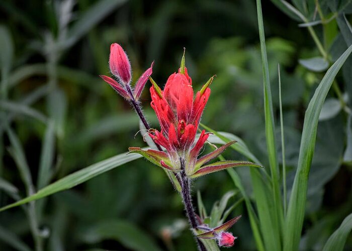 Indian Paintbrush Greeting Card featuring the photograph Indian Paintbrush by Michael Brungardt