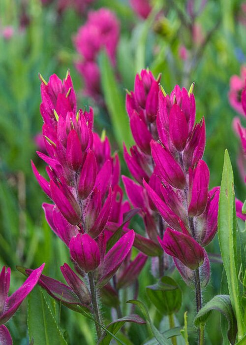 Indian Paintbrush Greeting Card featuring the photograph Indian Paintbrush Vertical by Aaron Spong