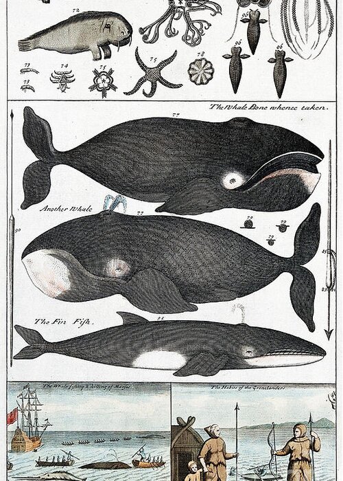 Historic Greeting Card featuring the photograph Indigenous Fish, Greenland, 18th Century by Wellcome Images