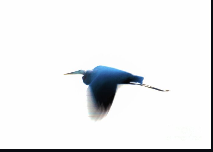 Heron Greeting Card featuring the photograph Inflight by William Norton