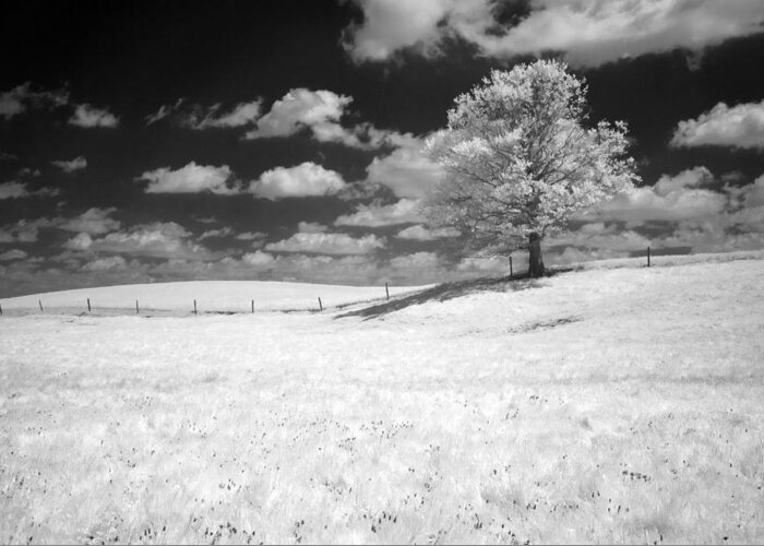 Infrared Greeting Card featuring the photograph Infrared Tree by Dick Pratt