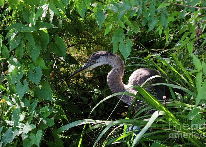 Bird Greeting Card featuring the photograph Injure Blue Heron by Donna Brown