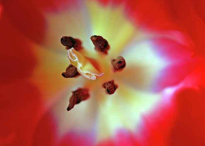 Tulip Greeting Card featuring the photograph Inner Spirit by Bill Morgenstern