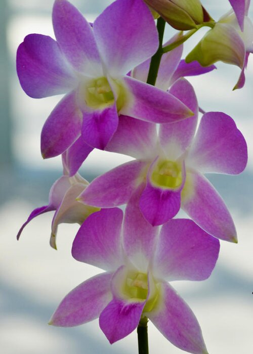 Orchid Greeting Card featuring the photograph Innocent Beauties by Melanie Moraga