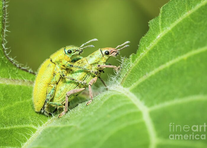 Animal Greeting Card featuring the photograph Insect mating by Tosporn Preede