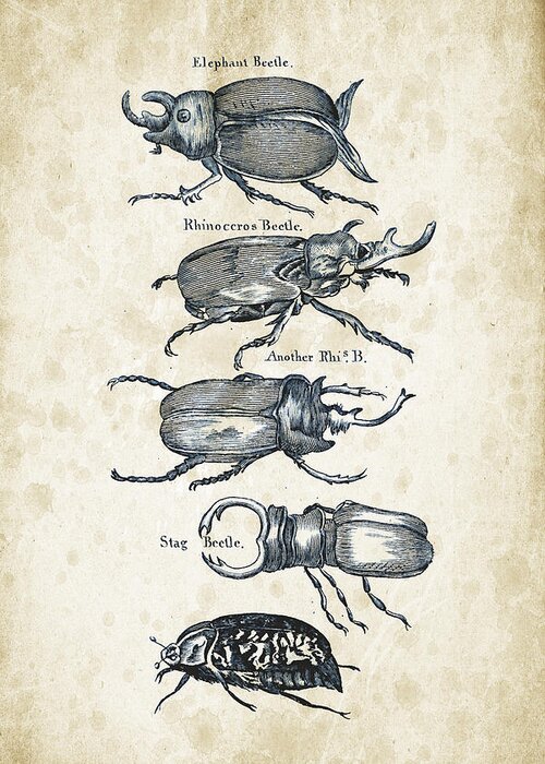 Beetle Greeting Card featuring the digital art Insects - 1792 - 01 by Aged Pixel