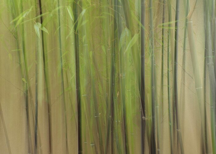 Bamboo Greeting Card featuring the photograph Into the Depths by Lynn Wohlers