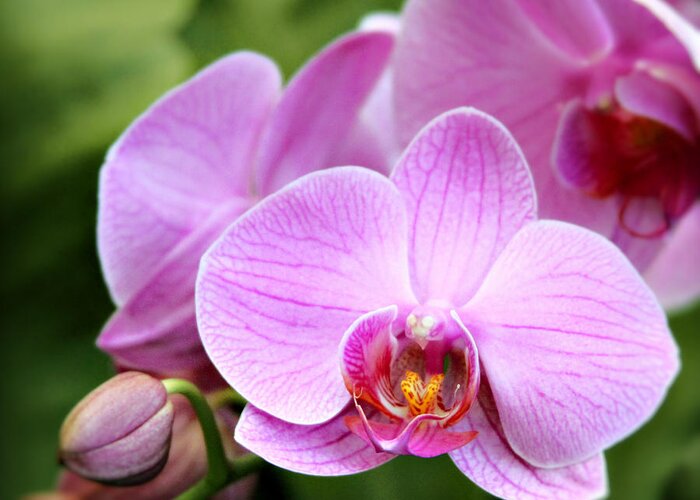Orchid Greeting Card featuring the photograph Into the Pink by Melanie Alexandra Price