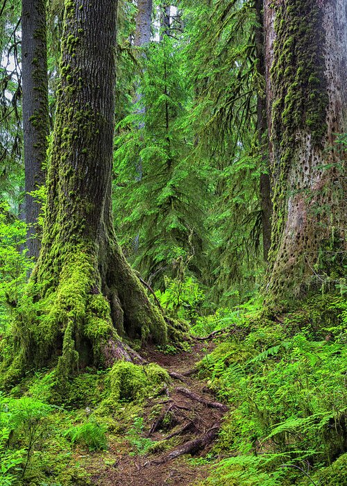Hoh Rainforest Greeting Card featuring the photograph Into the Woods by Stephen Stookey