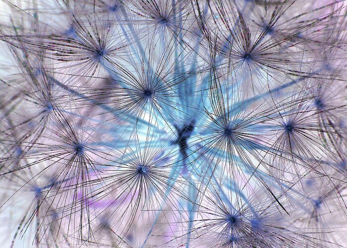 Photograph Greeting Card featuring the photograph Inverted Dandelion by Larah McElroy