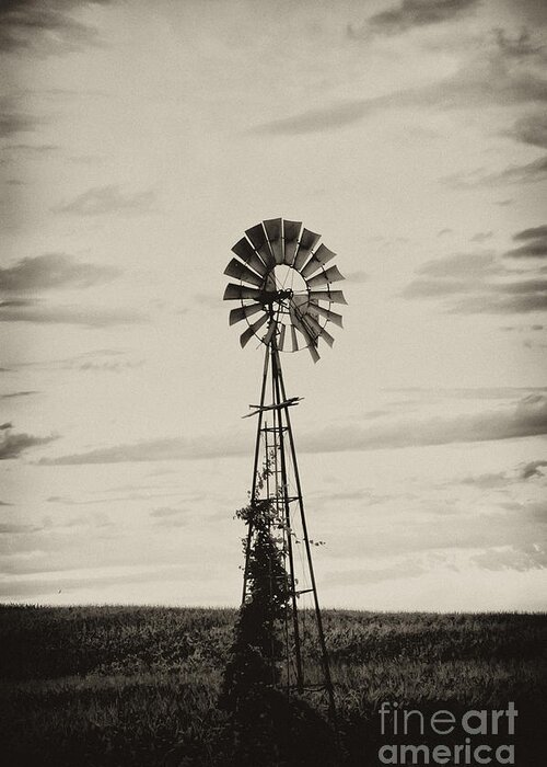 Iowa Greeting Card featuring the photograph Iowa Windmill In a Corn Field by Wilma Birdwell