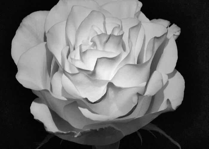 Infrared Greeting Card featuring the photograph IR Rose by John Roach