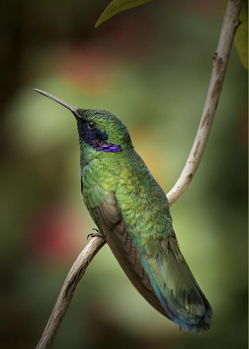 Portrait Greeting Card featuring the photograph Iridescent Hummingbird with Purple by Penny Lisowski