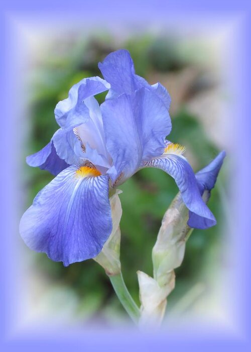 Flower Greeting Card featuring the photograph Iris Beauty by MTBobbins Photography