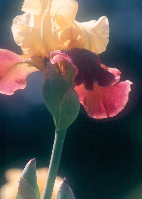 Colored Iris Greeting Card featuring the photograph Iris by Douglas Pike