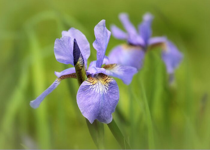 Flowers Greeting Card featuring the photograph Iris Echo by Jessica Jenney